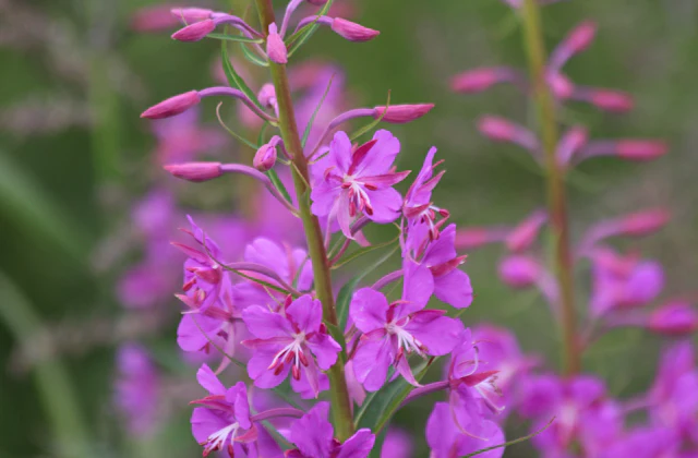 Yakı otu (Epilobium) çiçekleri